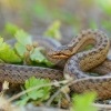 Uzovka hladka - Coronella austriaca - Smooth Snake 5639